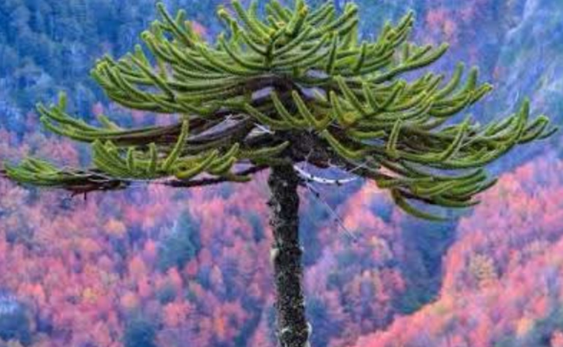 Ejemplar de pehuén con sus ramas características en un bosque cordillerano de Neuquén.